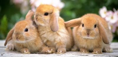 10 причин завести кролика - Интересные факты! 