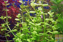 ЛИНДЕРНИЯ КРУГЛОЛИСТНАЯ размер M растение для аквариума/Lindernia rotundifolia/