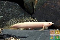 ПОЛИПТЕРУС СКЕКГАЛЬСКИЙ АЛЬБИНОС размер M/Polypterus senegalus var.albino/ 