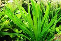 ЭХИНОДОРУС УРУГВАЙСКИЙ размер S растение для аквариума /Echinodorus Uruguaytnsis /