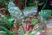 КРИПТОКОРИНА СЕРДЦЕВИДНАЯ или КОРДАТА размер M растение для аквариума/Cryptocoryne Cordata Griffith/