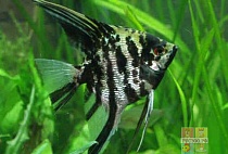СКАЛЯРИЯ ЧЕРНЫЙ МРАМОР раэмер M рыбка для аквариум/Pterophyllum marble angelfish-P scalare/ 