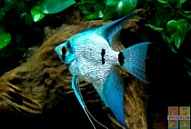 СКАЛЯРИЯ ГОЛУБОЙ БРИЛЛИАНТ раэмер.M рыбка для аквариум/ Pterophyllum angel diamont blue/ 