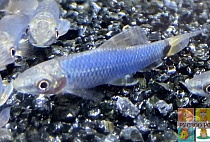  БОРОДОЕД СИНИЙ Glo Fish размер M рыбка для аквариума/Crossocheilus Glo Fish reticulatus/ 
