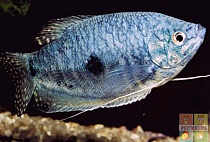 ГУРАМИ ГОЛУБОЙ или СУМАТРАНСКИЙ размер М рыбка для аквариума/Trichogaster trichopterus sumatranus/ 