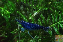КРЕВЕТКА СИНЯЯ МЕЧТА размер M для аквариума/Neocaridina heteropoda var. blue dream/ 