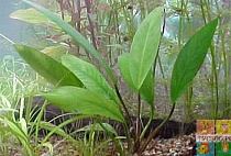 АНУБИАС  АФЦЕЛИ  размер.M растение для аквариума/Anubias afzelii/