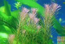 МАЙКА САНТАРЕМ размер M растение для аквариума/Mayaca sp.Santarem Red/