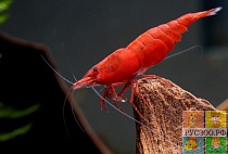КРЕВЕТКИ КРАСНЫЙ ДЬЯВОЛ размер M для аквариума/Neocaridina Red Devil Shrimp/ 