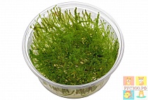 МОХ СТРИНГИ гидрогель банка растение для аквариума/Stringy moss, Leptodictyum riparium/