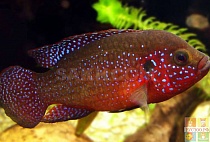 ХРОМИС-КРАСАВЕЦ БАЛЛОН размер M рыбка для аквариум/Htmichromis bimaculatuc/ 