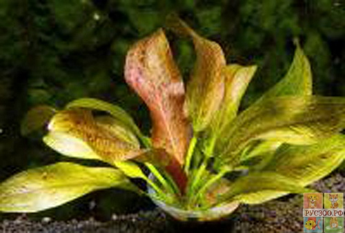 ЭХИНОДОРУС FANCY TWIST размер S растение для аквариума / Echinodorus Fancy Twist/