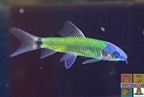  БОРОДОЕД МЯТНЫЙ Glo Fish раз M рыбка для аквариума/Crossocheilus Glo Fish reticulatus var.MintGreen/ 