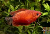 ГУРАМИ МЕДОВЫЙ КРАСНЫЙ  размер M рыбка для аквариумаColisa chuna Honey-red gourami 