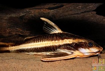 ПЛАТИДОРАС ПОЛОСАТЫЙ СОМ размер S рыбка для аквариума/platydoras armatulus/ 