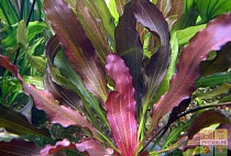ЭХИНОДОРУС СИНУСОИД размер M растение для аквариума /Echinodorus Синусоид/