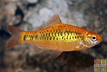 БАРБУС ЗОЛОТОЙ размер M рыбка для аквариума/Puntius semiascioatus/ 