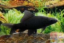 ЛАБЕО ХРИСАФЕКАДИОН ЧЕРНЫЙ или МОРУЛИС размер M рыбка для аквариума/Labeo chrisophecaвion/ 