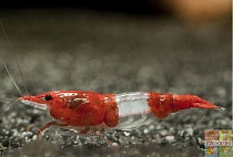 КРЕВЕТКИ РИЛИ или КОЯ размер M для аквариума/Neocaridina heteropoda var/Rili Shrimp/ 