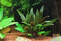 КРИПТОКОРИНА БЕККЕТА ПЕТЧА размер M растение для аквариума/Cryptocoryne petchii/