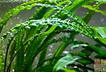 КРИПТОКОРИНА АПОНОГЕТОНОЛИСТНАЯ размер M растение для аквариума/Cryptocoryne aponogetifolia/