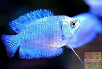 ЛЯЛИУС ГОЛУБОЙ НЕОНОВЫЙ размер M рыбка для аквариум/Colisa ialia caruleus Neon/ 