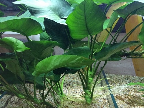 АНУБИАС БАРТЕРА ШИРОКОЛИСТНЫЙ рамер M растение для аквариума/Anubias barteri var."Broad lear"/