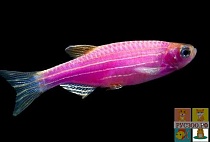 ДАНИО GLO FISH ГАЛАКТИЧЕСКИЙ ПУРПУРНЫЙ размер.М рыбка для аквариума/Danio Glofish Galactic Purple/ 