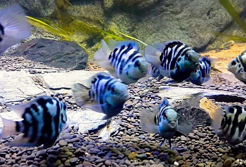  САПФИРОВЫЙ ПОПУГАЙ или ГОЛУБАЯ ПАНДА размер M рыбка для аквариума/Cichlid Blue Panda Parrot/ 