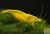 КРЕВЕТКА ЖЕЛТАЯ  размер M  для аквариума/Neocaridina heteropoda var. yellow/ 