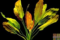 ЭХИНОДОРУС FANCY TWIST размер S растение для аквариума / Echinodorus Fancy Twist/