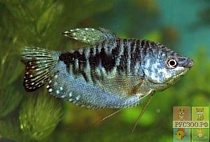 ГУРАМИ МРАМОРНЫЙ размер M рыбка для аквариума/Trichogaster trichopterus cosby/opaline/ 