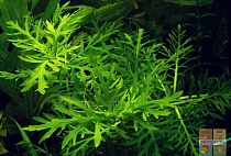 ГИГРОФИЛА СИНЕМА ТРЕХЦВЕТКОВАЯ размер L растение для аквариума/Hygrophilla difformis Synnema Triflor