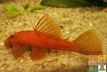 АНЦИСТРУС СУПЕР РЕД или КРАСНЫЙ размер М рыбка для аквариума/Ancistrus sp. Super Red/ 