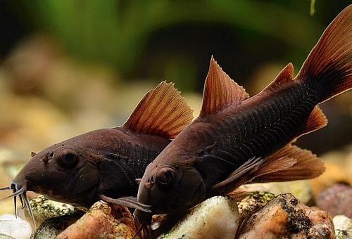  КОРИДОРОС ВЕНЕСУЭЛА БЛЕК СОМ размер M рыбка для аквариума/Corydoras sp. Black Venezuela/ 