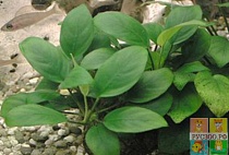 АНУБИАС БАРТЕРА рамер L растение для аквариума/Anubias barteri var."Broad lear"/