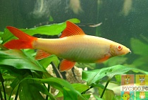 ЛАБЕО БЕЛЫЙ АЛЬБИНОС размер M рыбка для аквариума/Labeo frenatus var.albino/ 