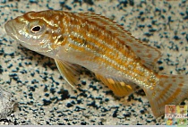 СИТЦЕВЫЙ МЕЛАНОХРОМИС или ЖЕМЧУЖИНА ЛИКОМА размер S рыбка для аквариума/Melanochromis exasperatus/ 