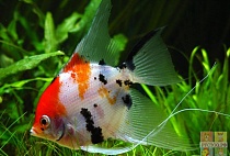 СКАЛЯРИЯ КОИ раэмер M рыбка для аквариума/Pterophyllum Koi angelfsh-P scalare/ 