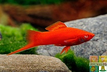 МЕЧЕНОСЕЦ РУБИНОВЫЙ размер M рыбка для аквариум/Xiphophorus helleri red Rubin/ 