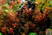 РОТАЛА МАЯНМАР размер M растение для аквариума/Rotala sp.Myanmar/