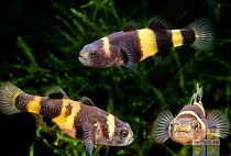 БЫЧОК ПЧЕЛКА ШМЕЛЬ размер M рыбка для аквариума/Biachygobius donae/ 