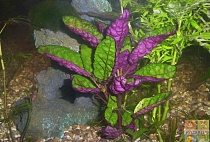ХЕМИГРАФИС ЭКЗОТИКА размер M растение для аквариума /Hemigraphis colorata Exotica-emerge/