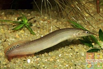 МАКРОГНАТУС Глазчатый размер S рыбка для аквариума/Macrognathus/ 
