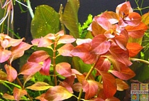 ЛЮДВИГИЯ РОЗЕ размер M растение для аквариума/Ludwigia sp.Rose/