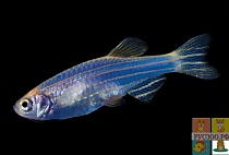  ДАНИО GLO FISH КОСМИЧЕСКИЙ СИНИЙ размер.М рыбка для аквариума/Danio Glo Fish Cosmic Blue/ 
