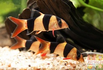 БОЦИИ-КЛОУН или МАКРАКАНТА размер S рыбка для аквариума/Botia macracantha Chromobotia macracfnthus/ 