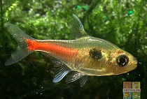 ОРНАТУС ЖЕЛТЫЙ или ФАНТОМ ЖЕЛТЫЙ размер M рыбка для аквариума/Megalamphodus roseus/ 