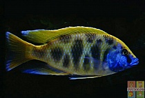 ЗОЛОТОЙ ЛЕОПАРД размер.M рыбка для аквариума/Nimbochromis venustus/ 
