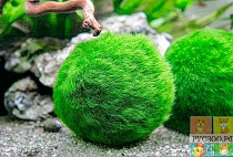 КЛАДОФОРМА ШАРОВИДНАЯ размер M растение для аквариума/Cladophora aegagropila Moss Balls/